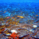 Image for article titled The Jury's Still Out on How Bad Sunscreens Are for Corals